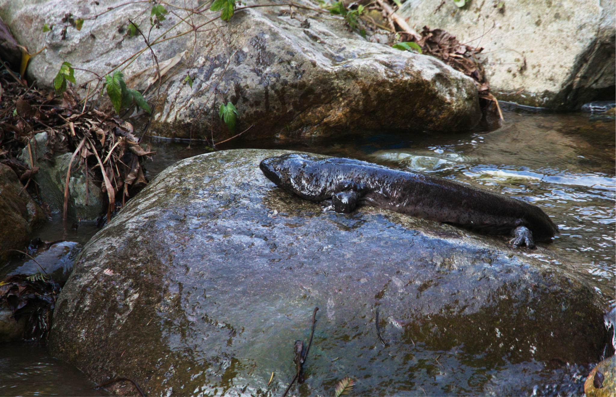 为什么“水中人参”久降停涨?娃娃鱼到底还能不能赚钱?