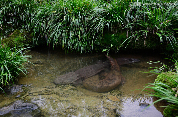 为什么“水中人参”久降停涨?娃娃鱼到底还能不能赚钱?