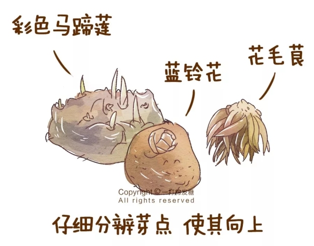 你也想拥有一个繁花似锦的春天?有这份球根种植笔记就够了