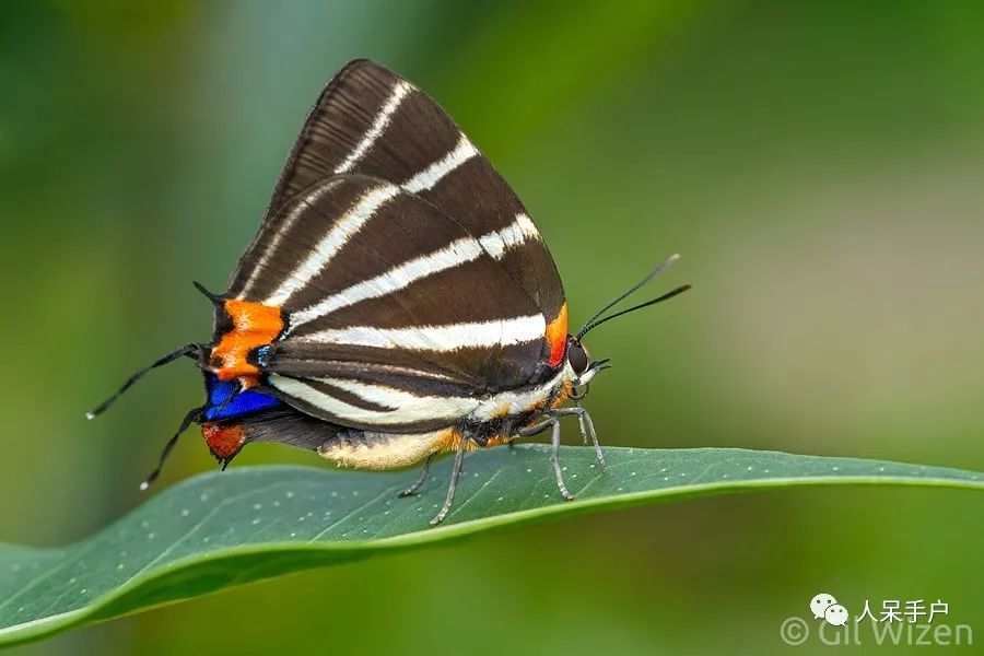 如何分辨蛾子的幼虫和蝴蝶的幼虫,蛾子和蝴蝶哪个身体纤细体毛少