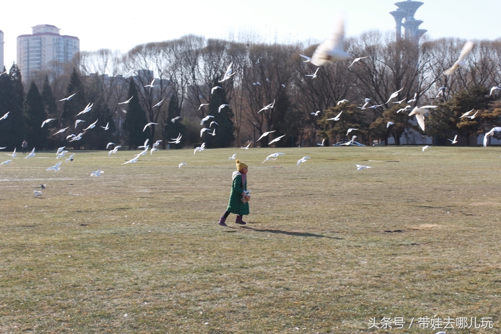 奥森附近藏着一个世外桃源，大草坪上喂白鸽、摸羊驼