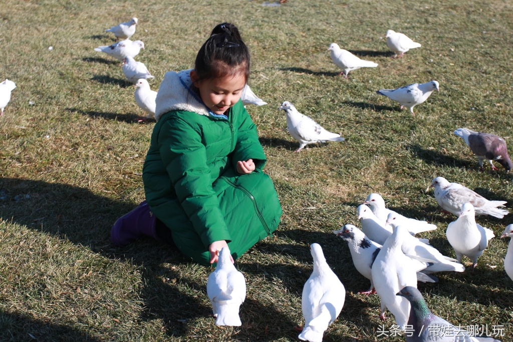 奥森附近藏着一个世外桃源，大草坪上喂白鸽、摸羊驼