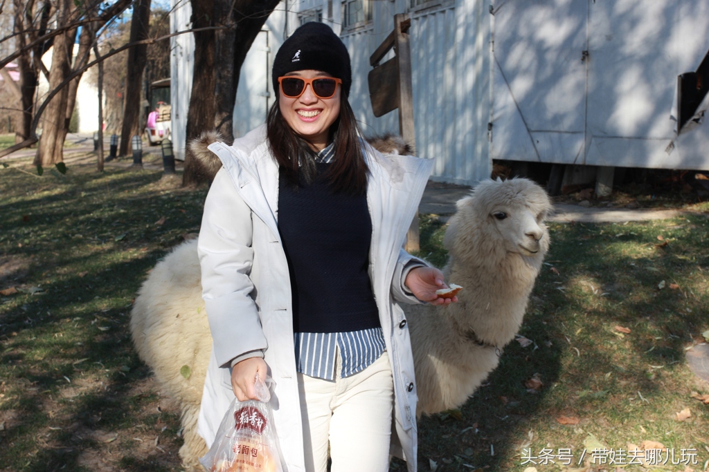 奥森附近藏着一个世外桃源，大草坪上喂白鸽、摸羊驼