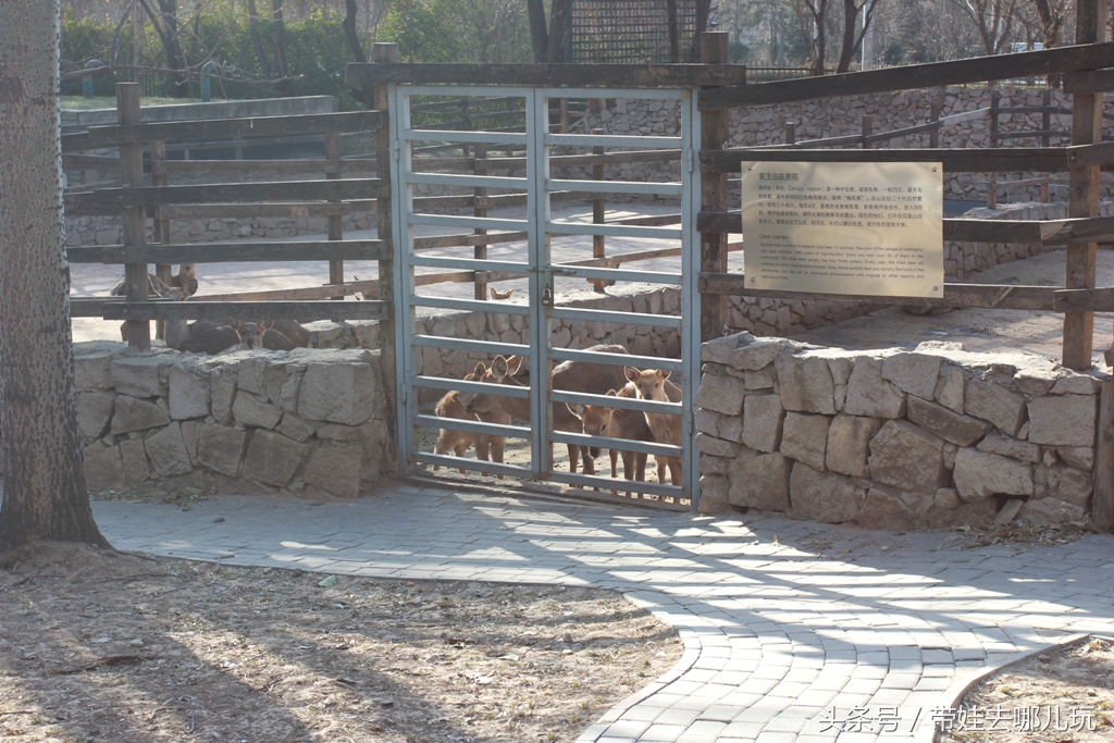 奥森附近藏着一个世外桃源，大草坪上喂白鸽、摸羊驼