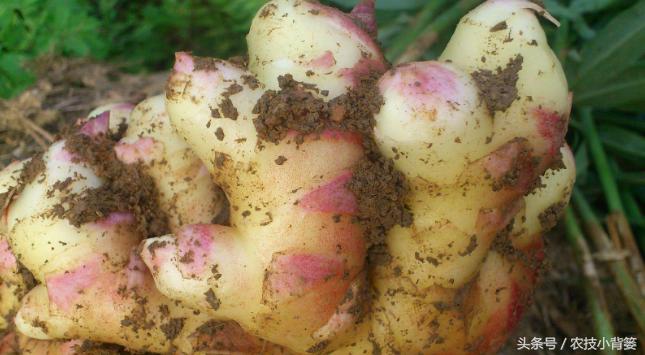 大姜增产增收,大姜高产记录