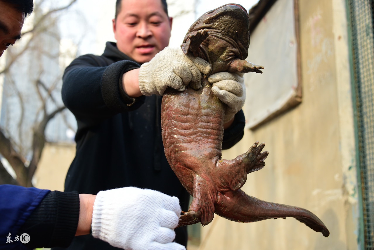 为什么“水中人参”久降停涨?娃娃鱼到底还能不能赚钱?