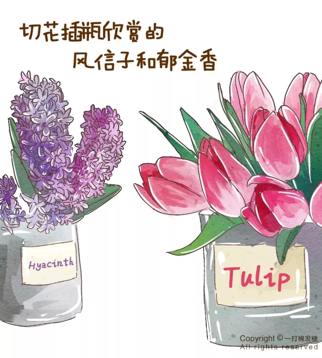 你也想拥有一个繁花似锦的春天?有这份球根种植笔记就够了