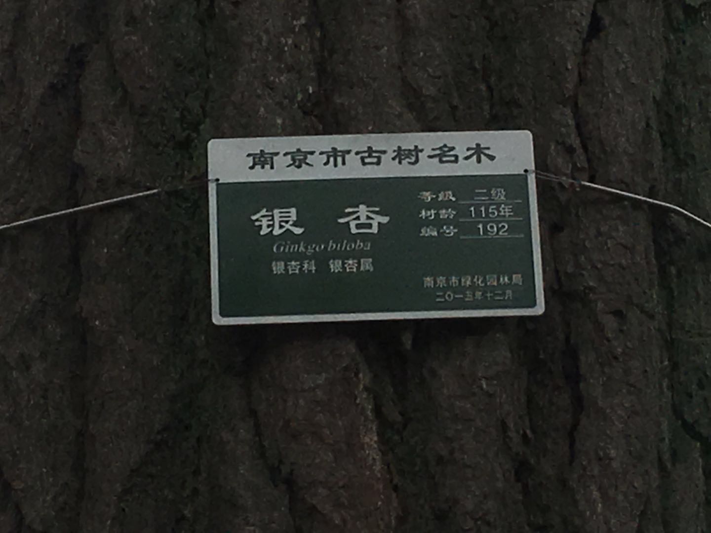 这棵银杏树,经历过湘军烧毁太平天国天王府的那把大火吗?