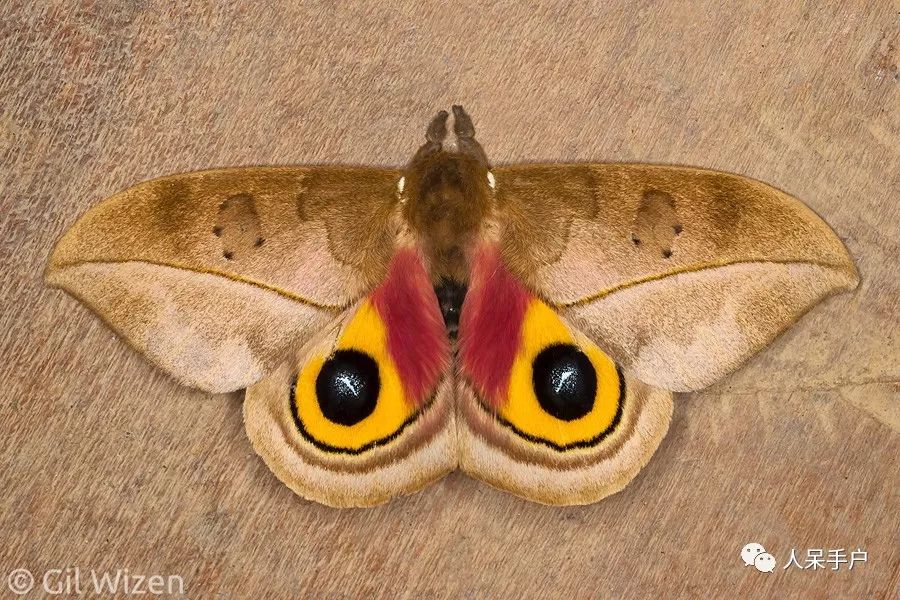 如何分辨蛾子的幼虫和蝴蝶的幼虫,蛾子和蝴蝶哪个身体纤细体毛少