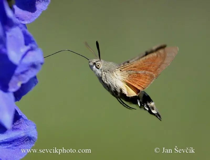 如何分辨蛾子的幼虫和蝴蝶的幼虫,蛾子和蝴蝶哪个身体纤细体毛少