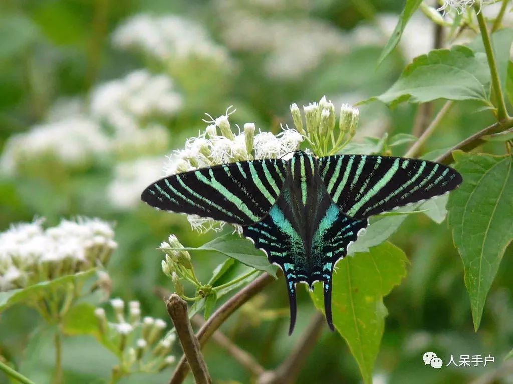 如何分辨蛾子的幼虫和蝴蝶的幼虫,蛾子和蝴蝶哪个身体纤细体毛少