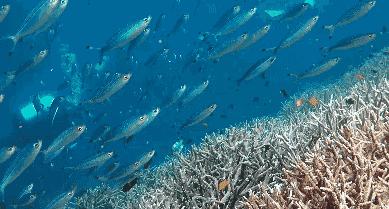 海洋之花珊瑚,大堡礁人工珊瑚