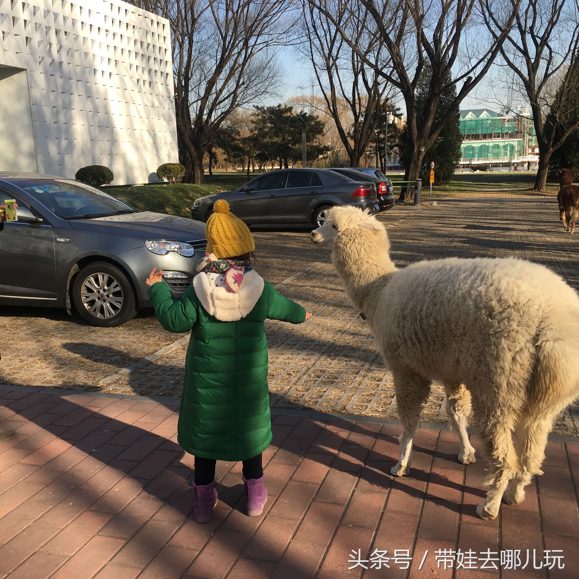 奥森附近藏着一个世外桃源，大草坪上喂白鸽、摸羊驼