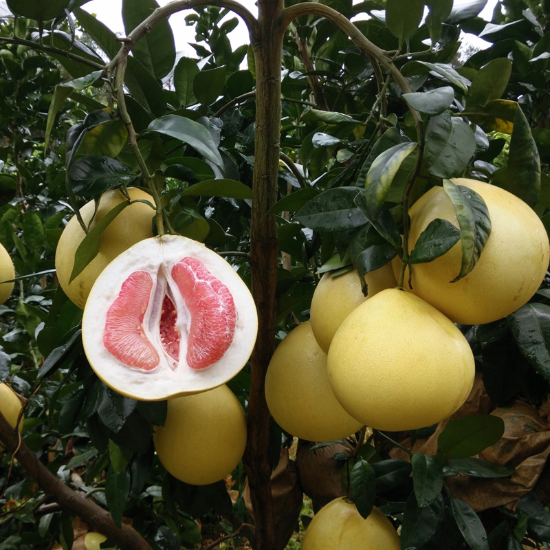 红心柚子是染色的实验告诉你真相,红心柚是染色的吗