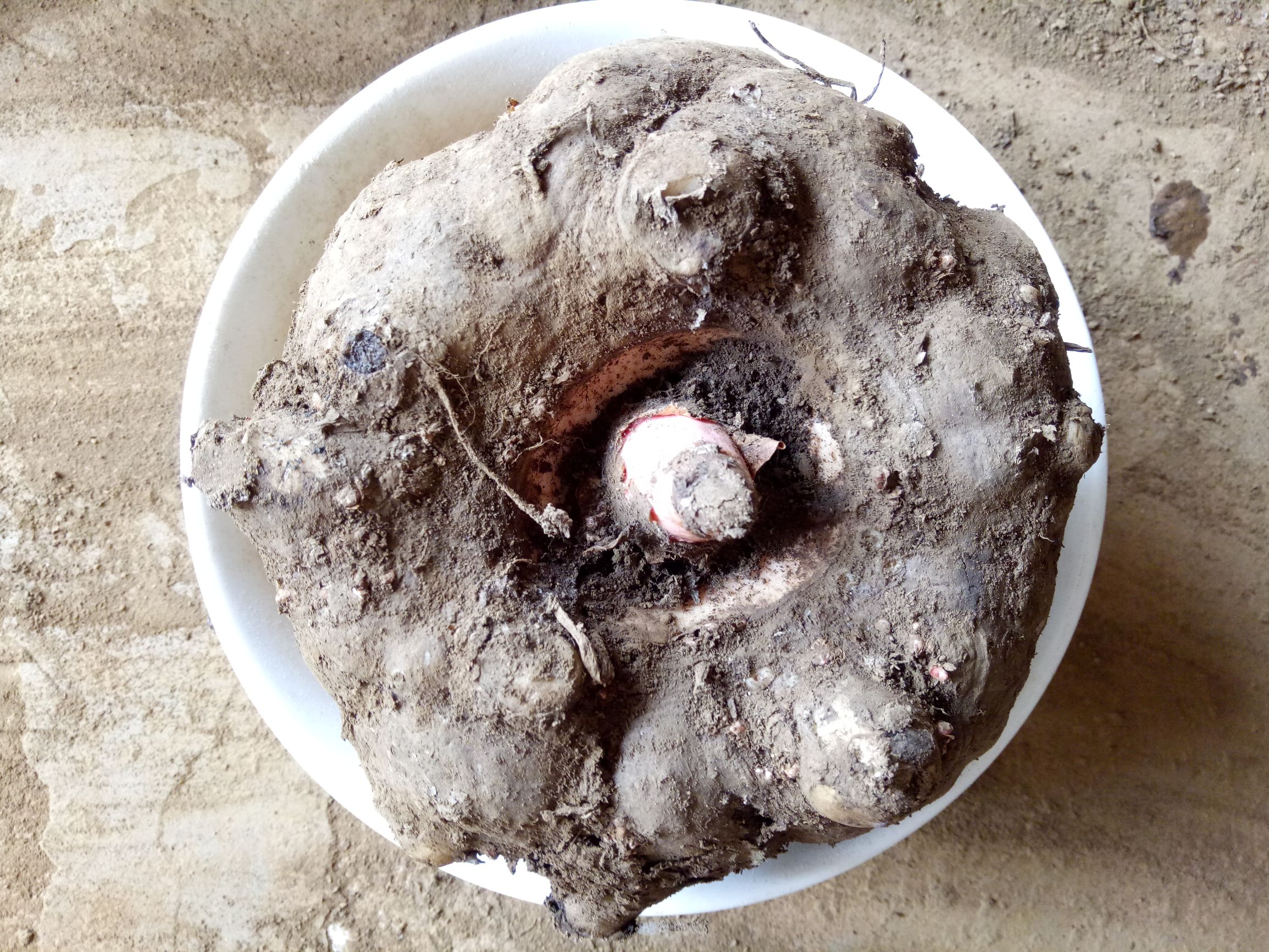 可食用魔芋植物,魔芋含可溶性膳食纤维吗