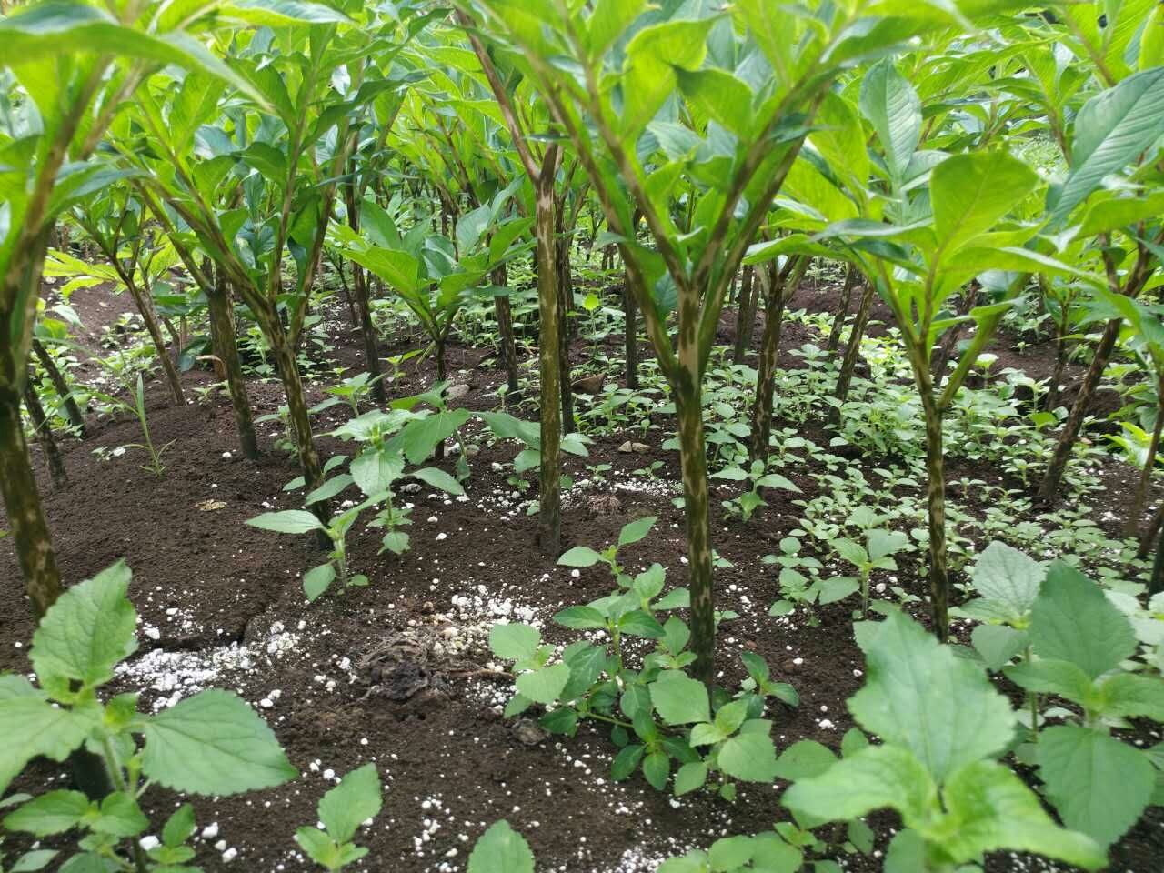 可食用魔芋植物,魔芋含可溶性膳食纤维吗