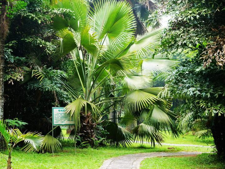 海南省儋州市,千年古郡,热带风情,名字不容易读对