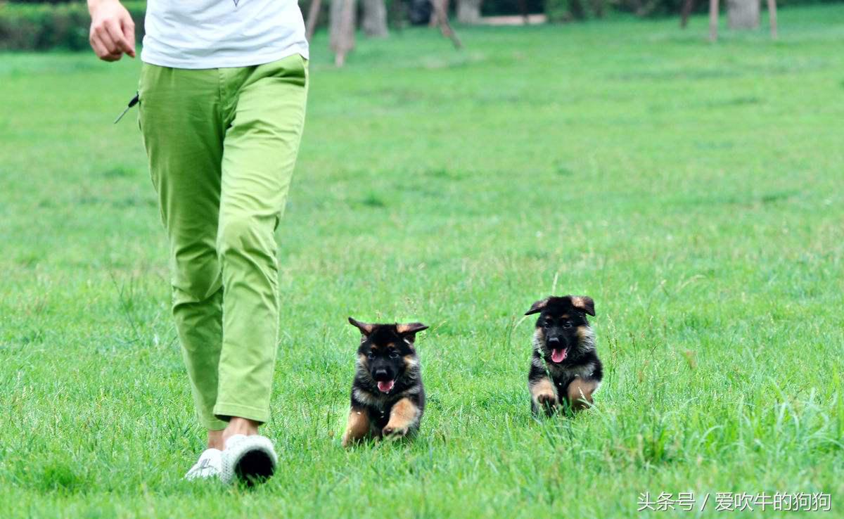 大家网上买狗被骗过吗,网上买狗遭遇套路怎么办