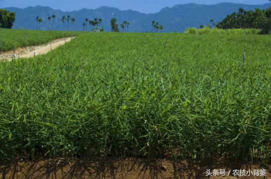 大姜增产增收,大姜高产记录