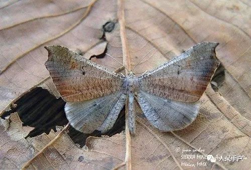 如何分辨蛾子的幼虫和蝴蝶的幼虫,蛾子和蝴蝶哪个身体纤细体毛少