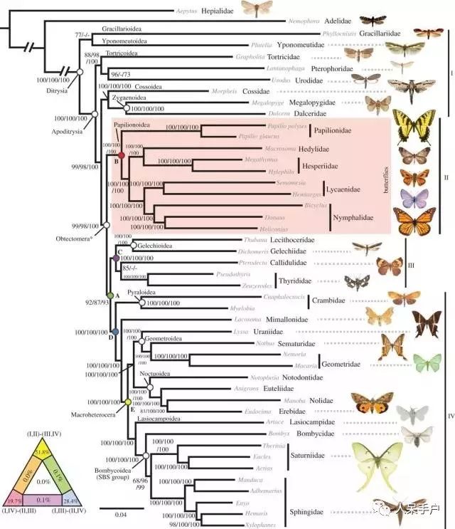 如何分辨蛾子的幼虫和蝴蝶的幼虫,蛾子和蝴蝶哪个身体纤细体毛少