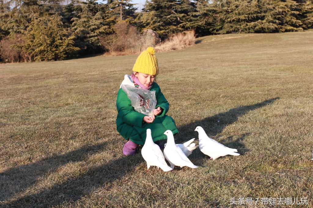 奥森附近藏着一个世外桃源，大草坪上喂白鸽、摸羊驼