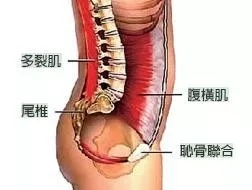 腰背痛什么锻炼方法能恢复,长期久坐腰背肌疼痛怎么锻炼