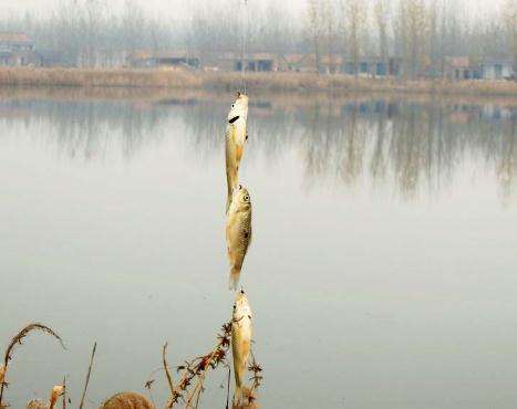 打串钩钓鲫鱼的方法,冬季串钩钓鱼技巧