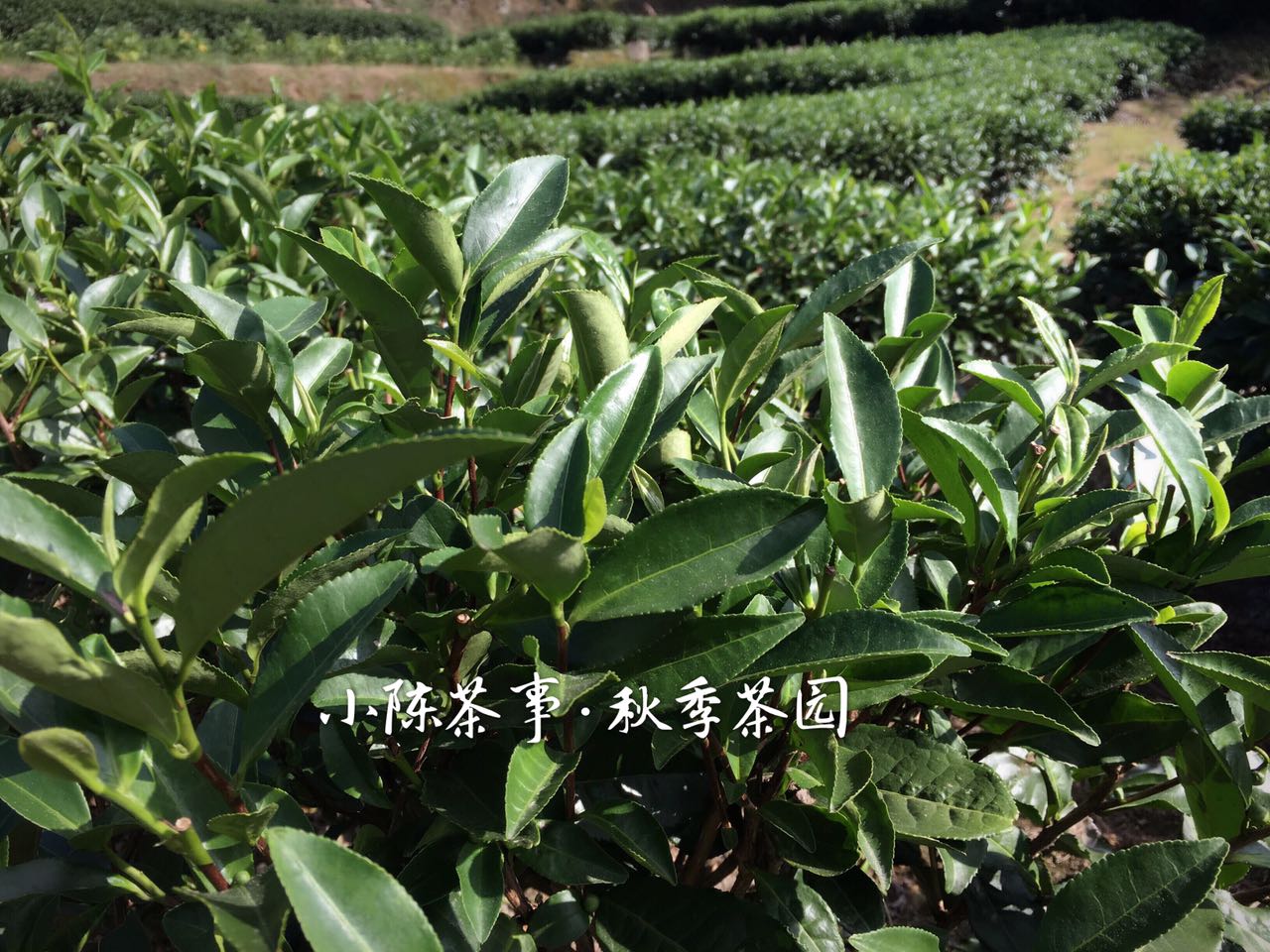 想了解白茶,花五分钟读完白茶这十个特点!