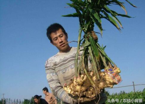 大姜增产增收,大姜高产记录