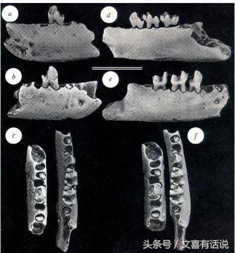 达尔文进化论很多现象解释不通,达尔文进化论是最大的伪科学吗