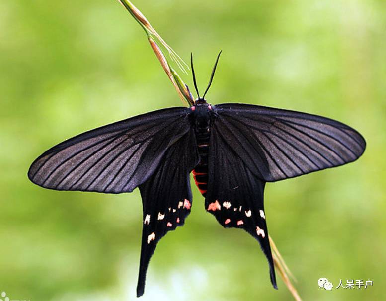 如何分辨蛾子的幼虫和蝴蝶的幼虫,蛾子和蝴蝶哪个身体纤细体毛少