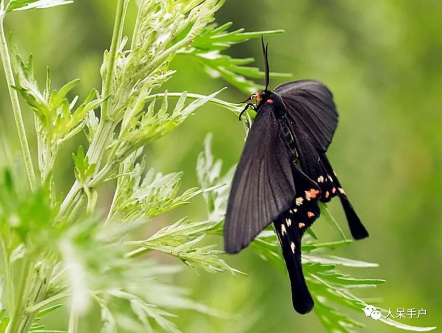 如何分辨蛾子的幼虫和蝴蝶的幼虫,蛾子和蝴蝶哪个身体纤细体毛少
