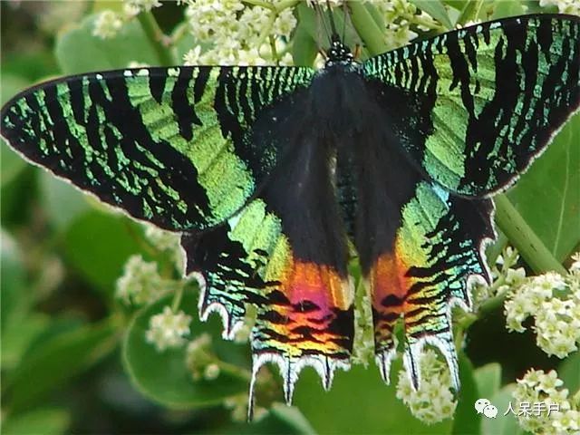 如何分辨蛾子的幼虫和蝴蝶的幼虫,蛾子和蝴蝶哪个身体纤细体毛少
