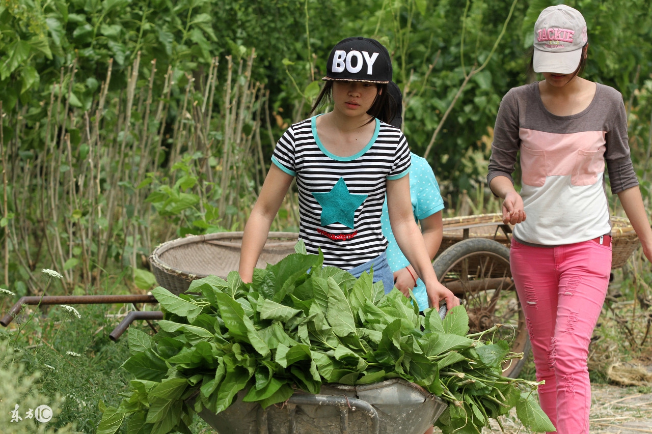 猪呼吸急促吃食正常光喂药可以吗,猪应激反应几天才能正常吃