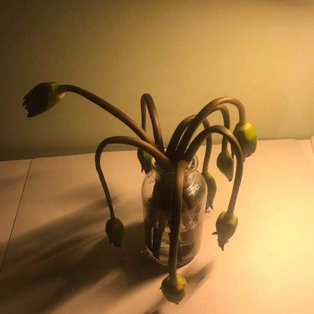 睡莲花能放在大塑料水缸里养吗,养睡莲用玻璃盆养护过程