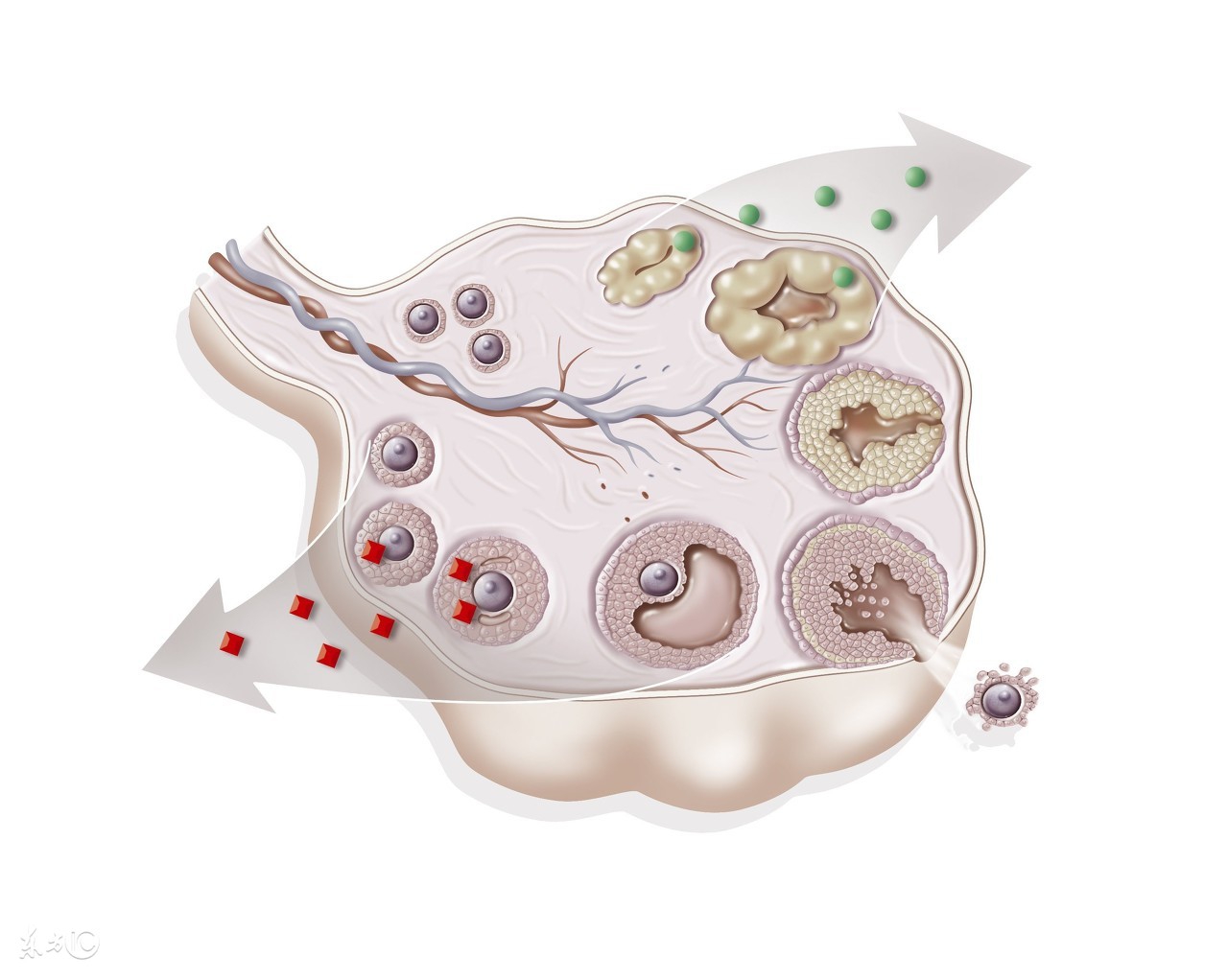 顽固多囊终升级，细数我的好孕经验！接棒吧！
