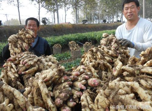 大姜增产增收,大姜高产记录