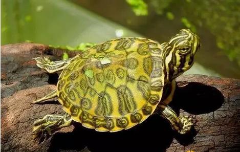 新手养龟的小知识,养水龟需要用什么水好