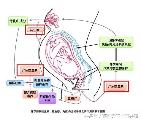 与君共舞外用益生菌,益生菌对孕产妇的功效