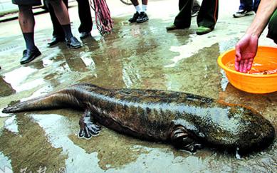 为什么“水中人参”久降停涨?娃娃鱼到底还能不能赚钱?