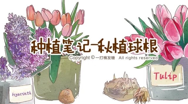 你也想拥有一个繁花似锦的春天?有这份球根种植笔记就够了