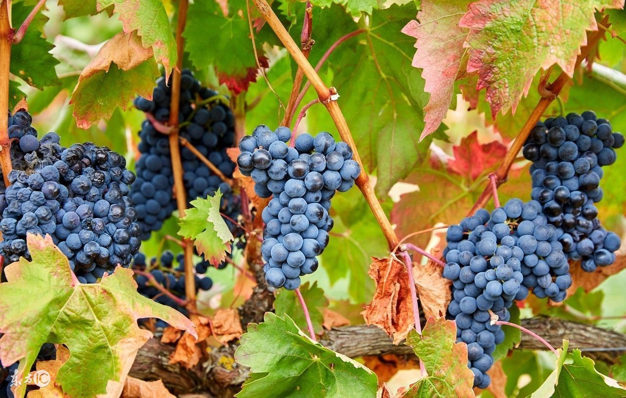 你知道葡萄酒有多少种颜色吗,你知道哪些关于葡萄酒的知识