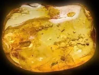 猫和狗的祖先是同一种,猫和狗的祖先进化史