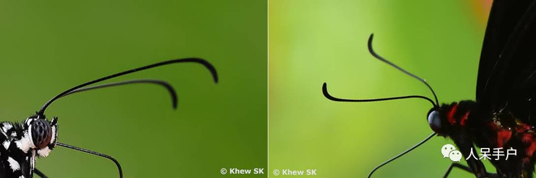 如何分辨蛾子的幼虫和蝴蝶的幼虫,蛾子和蝴蝶哪个身体纤细体毛少