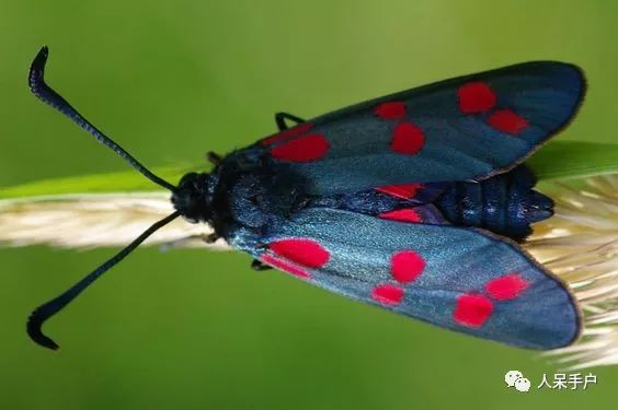 如何分辨蛾子的幼虫和蝴蝶的幼虫,蛾子和蝴蝶哪个身体纤细体毛少