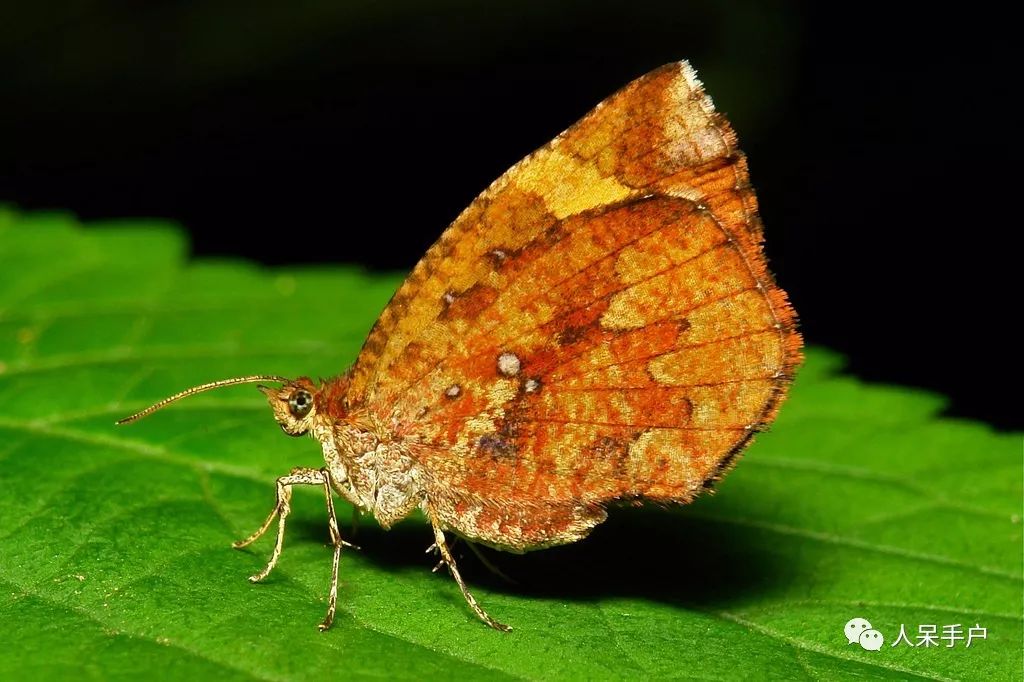 如何分辨蛾子的幼虫和蝴蝶的幼虫,蛾子和蝴蝶哪个身体纤细体毛少