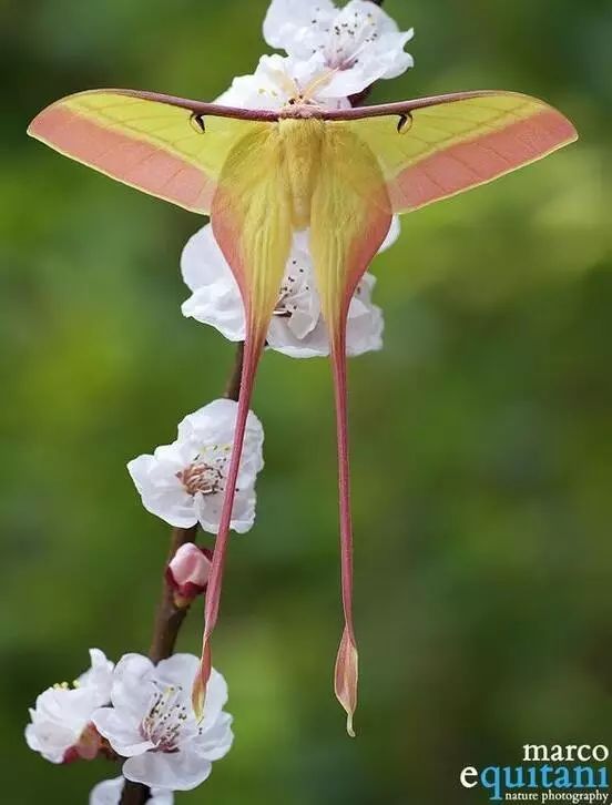 如何分辨蛾子的幼虫和蝴蝶的幼虫,蛾子和蝴蝶哪个身体纤细体毛少