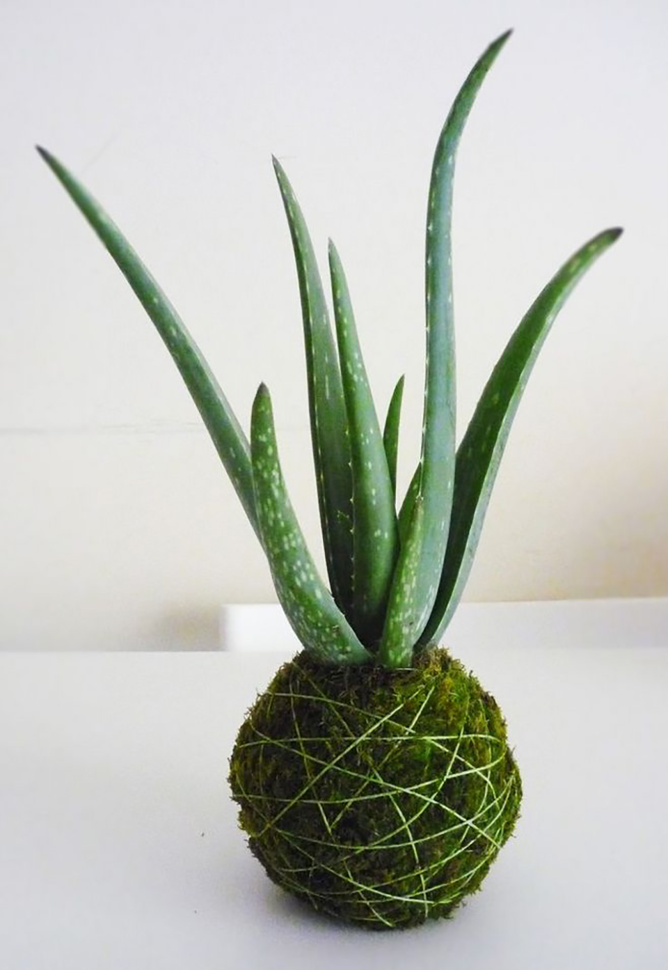 自然保湿芦荟胶除痘印吗,官方正品芦荟胶保湿舒缓祛痘印