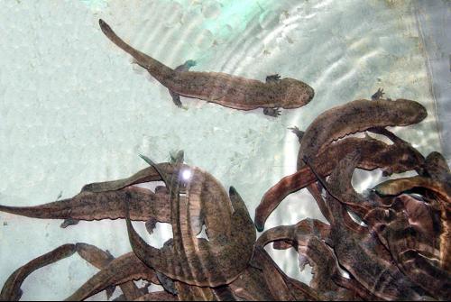 为什么“水中人参”久降停涨?娃娃鱼到底还能不能赚钱?